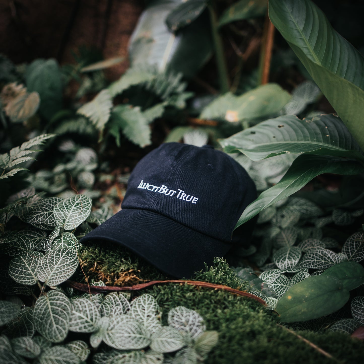 ILLICIT CAP